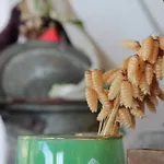 Gul Faralya