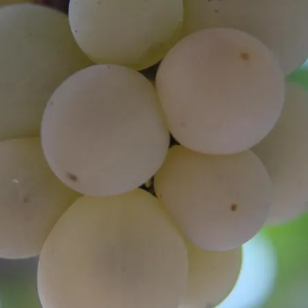 Gul Деревянный коттедж