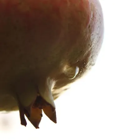 Gul * Фаралия