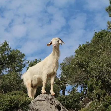 Деревянный коттедж Gul Фаралия