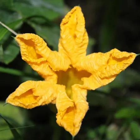 Gul Деревянный коттедж *