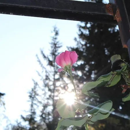 Деревянный коттедж Gul *